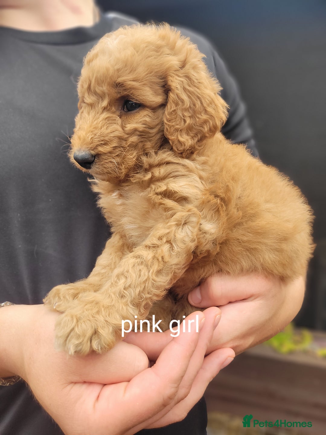 Labradoodle dogs for sale:  Apricot Doodle labradoodles - Image 14