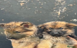Mixed Breed dogs for sale: Long Coat German Shepherd Puppies for Sale - Image 12