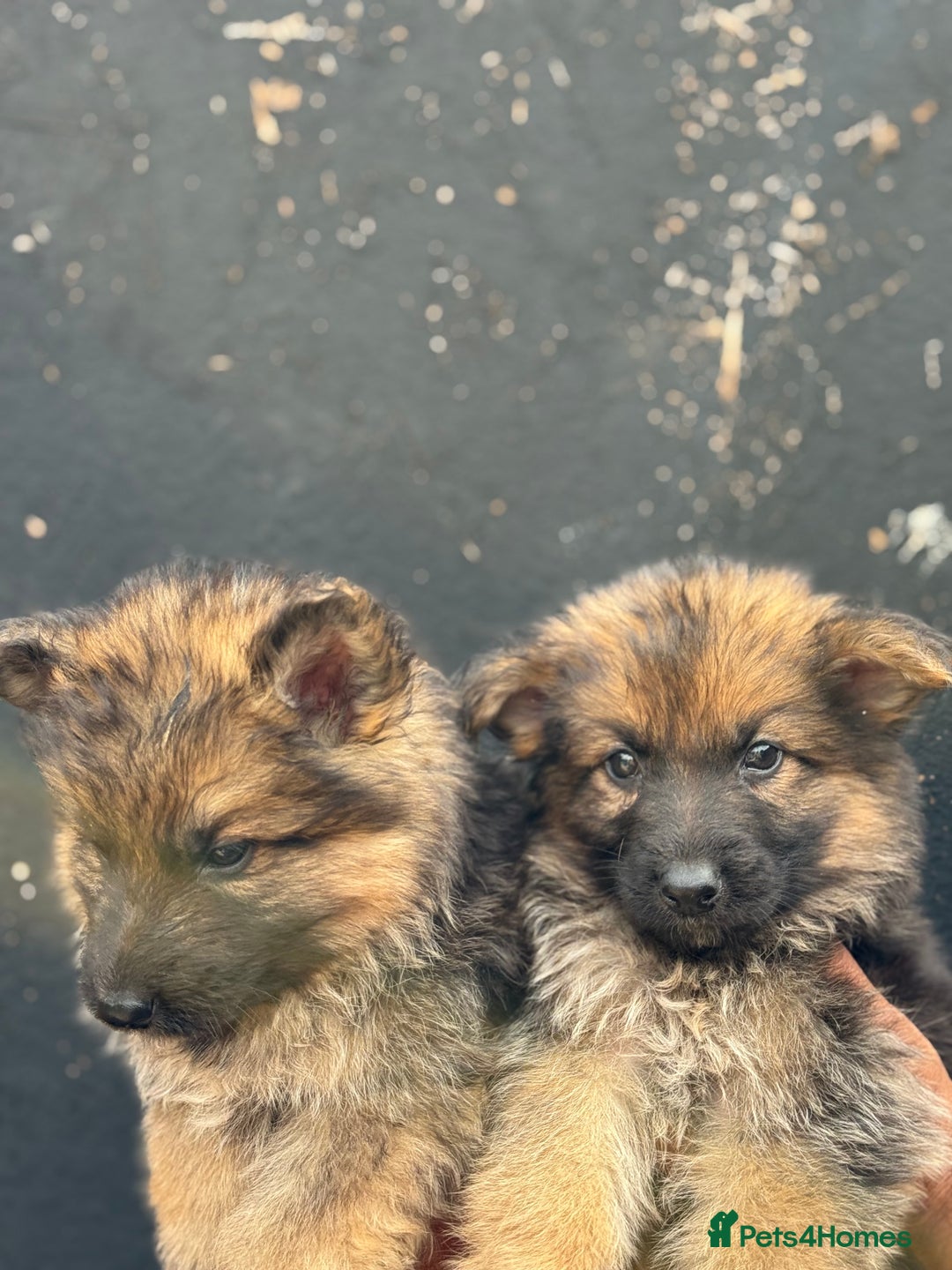 Mixed Breed dogs for sale: Long Coat German Shepherd Puppies for Sale - Image 12