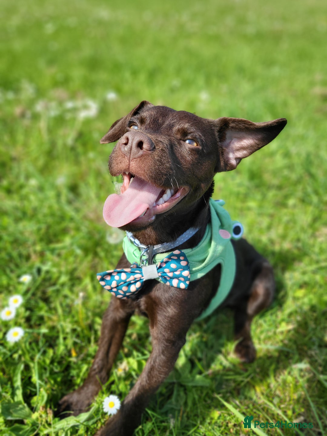 Patterdale Terrier dogs for sale: Mojo- Chocolate Patterdale  - Advert 1