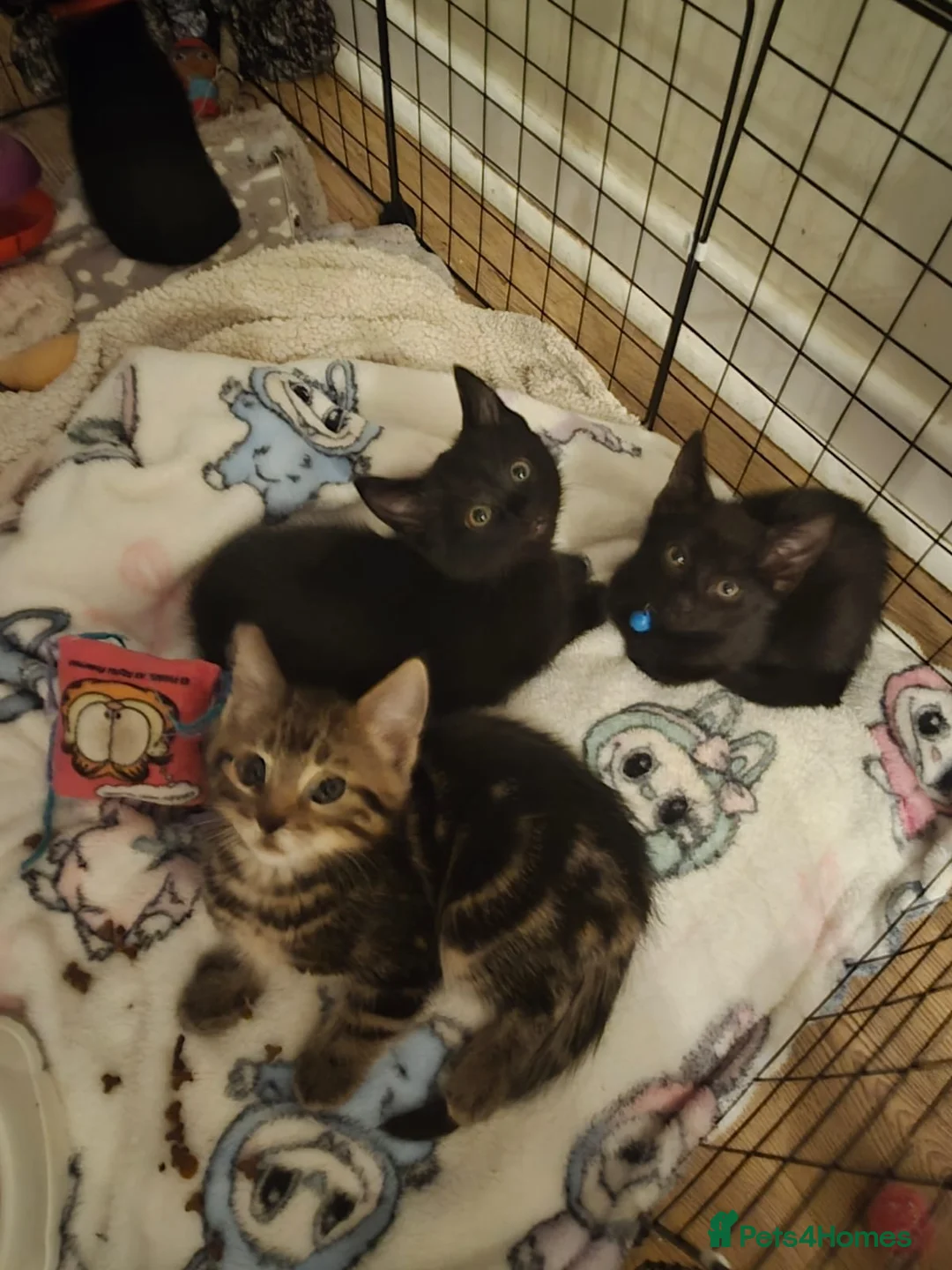 Mixed Breed cats for sale: Gorgeous kittens - Advert 8