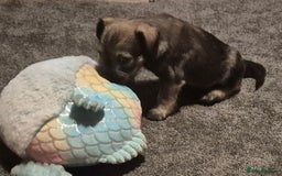 Miniature Schnauzer dogs for sale: Miniature Schnauzer puppies kc reg Ready to view - Image 25