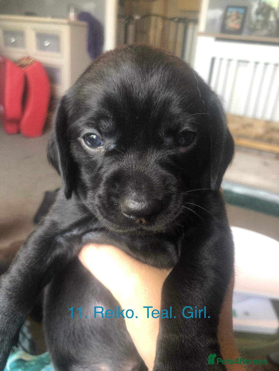 Mixed Breed dogs for sale: Miniature dachshund x springer spaniel puppies  - Image 13
