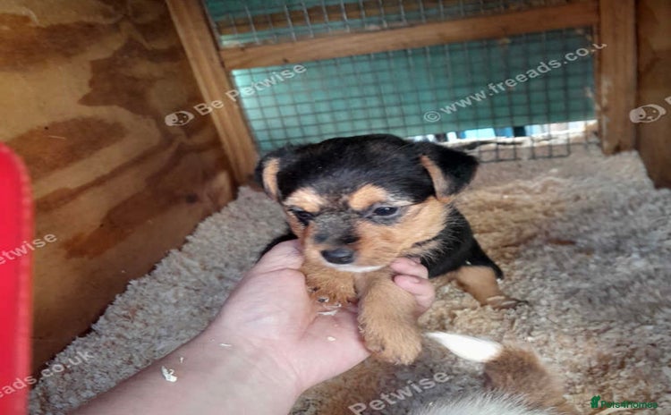 Mixed Breed dogs - Advert 5