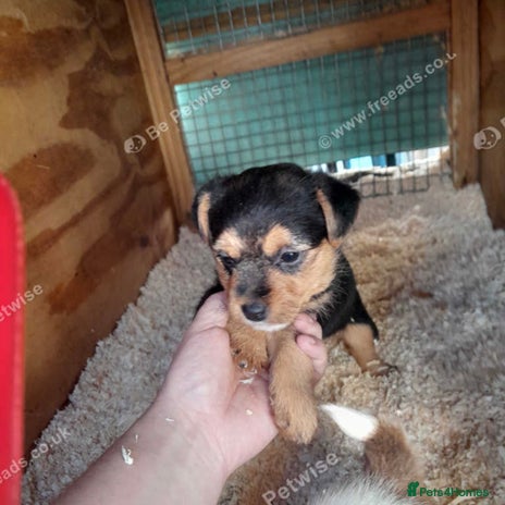 Mixed Breed dogs - Advert 5