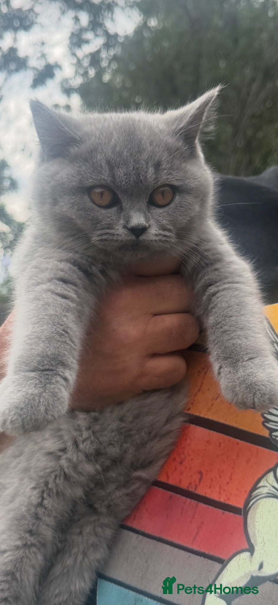 British Shorthair cats BSH Fawn & Lilac, Chocolate , Reduced £400 - Advert 10