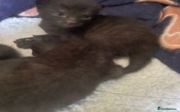 Russian Blue cats for sale: Russian blue mix  - Image 21