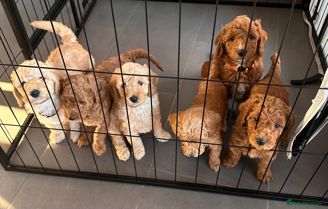 Goldendoodle dogs for sale: One Beautiful girl mini golden doodle available  - Advert 18