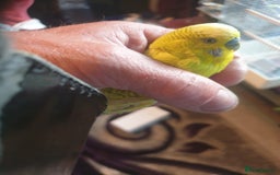 Budgerigars birds for sale: Budgies  - Image 2