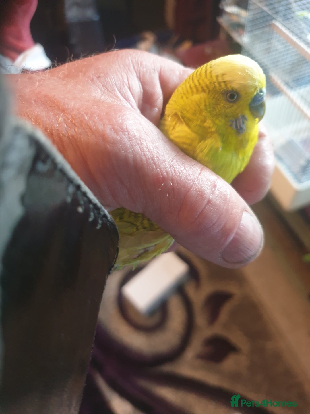 Budgerigars birds for sale: Budgies  - Image 2