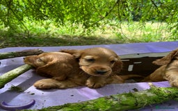 Cocker Spaniel dogs for sale: Gold show type cocker spaniel puppies  - Image 8