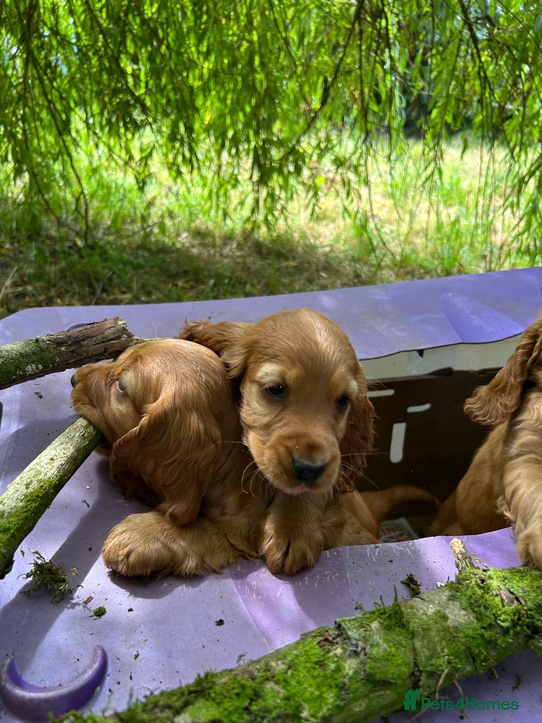 Cocker Spaniel dogs for sale: Gold show type cocker spaniel puppies  - Image 8