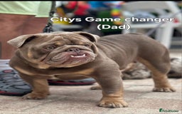 English Bulldog dogs for stud: Lowkey, Pink & Fluffy carrier Proven Stud!  - Image 11