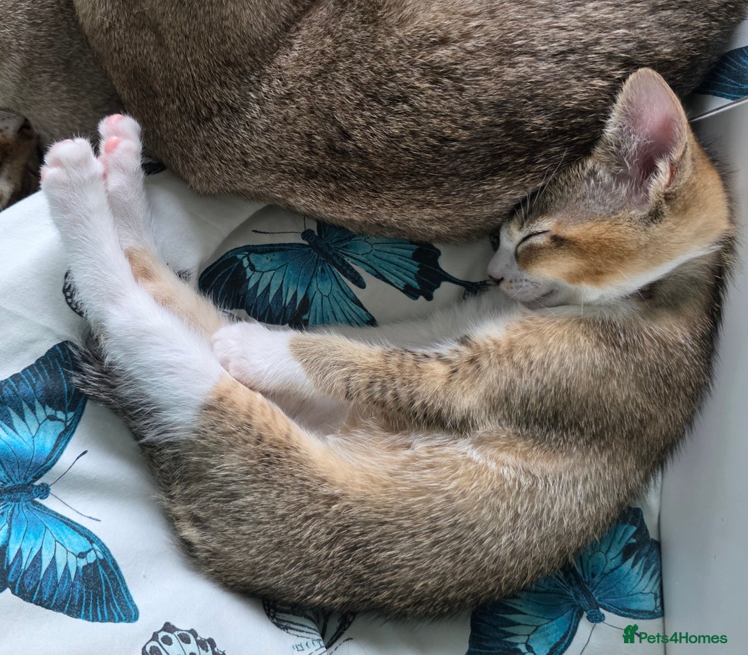 Singapura cats for sale: Accidental Singapura x Abyssinian x Moggie in Lowestoft - Image 19
