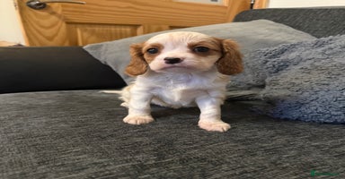Cavalier King Charles Spaniel dogs - Advert 6