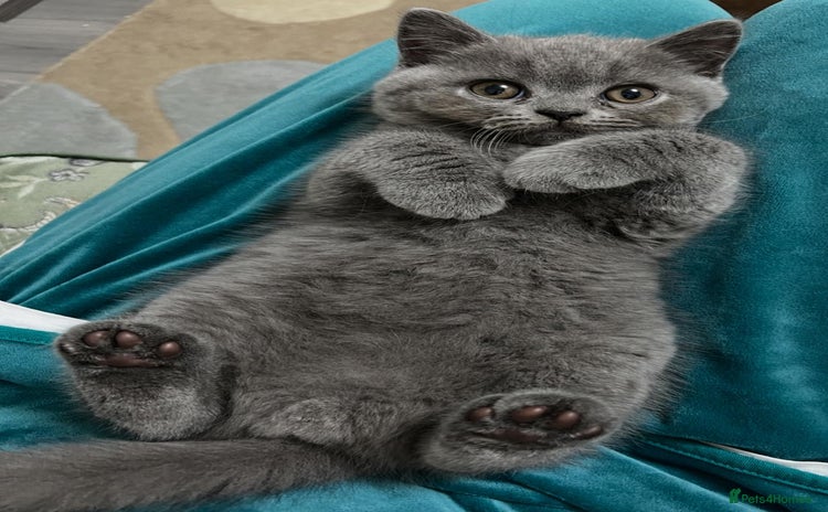 British Shorthair cats blue British shorthair kittens for sale  - Advert 2