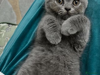 British Shorthair cats blue British shorthair kittens for sale - Advert 7