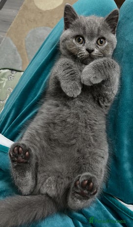 British Shorthair cats blue British shorthair kittens for sale - Advert 5