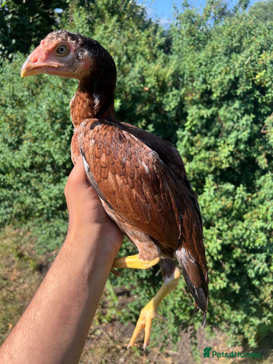 Chickens poultry for sale: Pure Mianwali aseel pullet for sale  in Birmingham - Advert 1