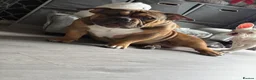 American Bully dogs for sale: Extreme pocket bully  in Warrington - Advert 5