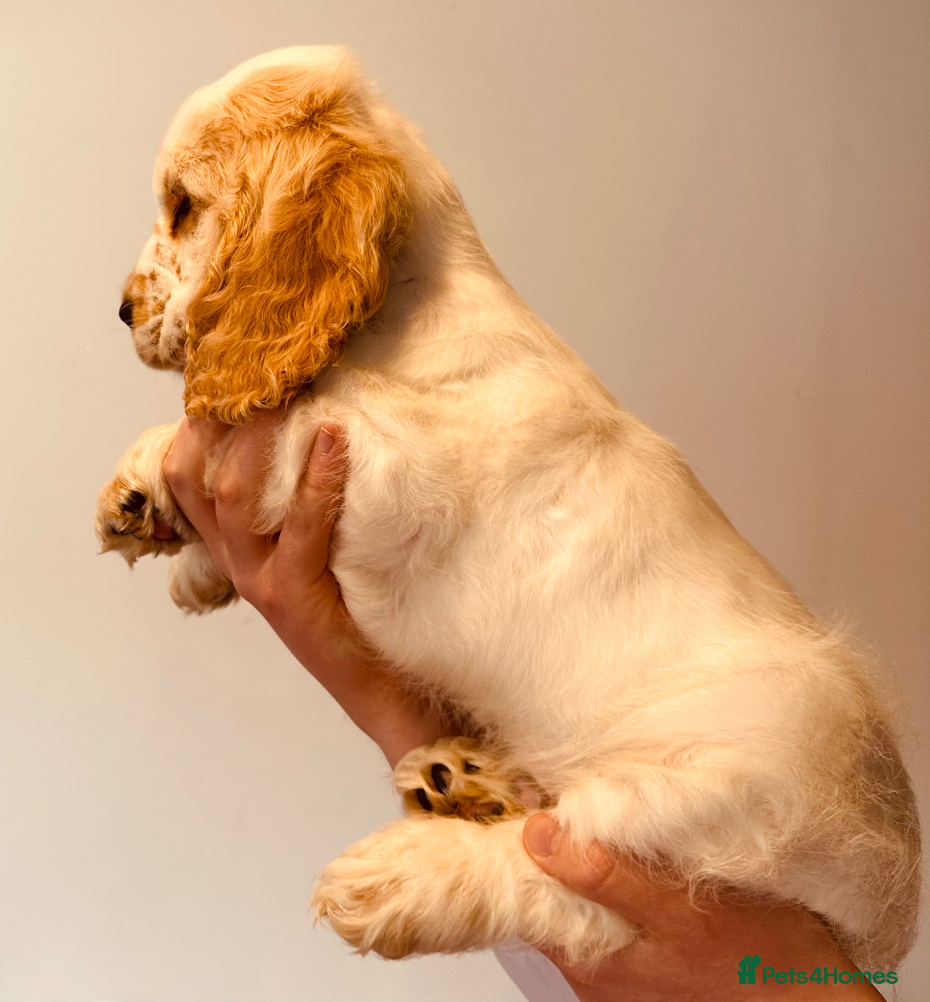 Cocker Spaniel dogs 2 beautiful KC show cocker spaniels  - Advert 12