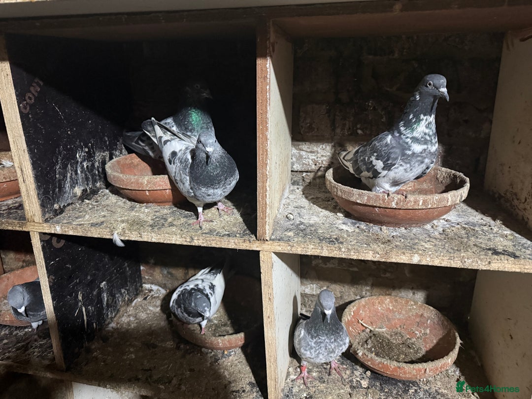 Pigeons birds for sale: Pakistani pigeons for sale  - Advert 3