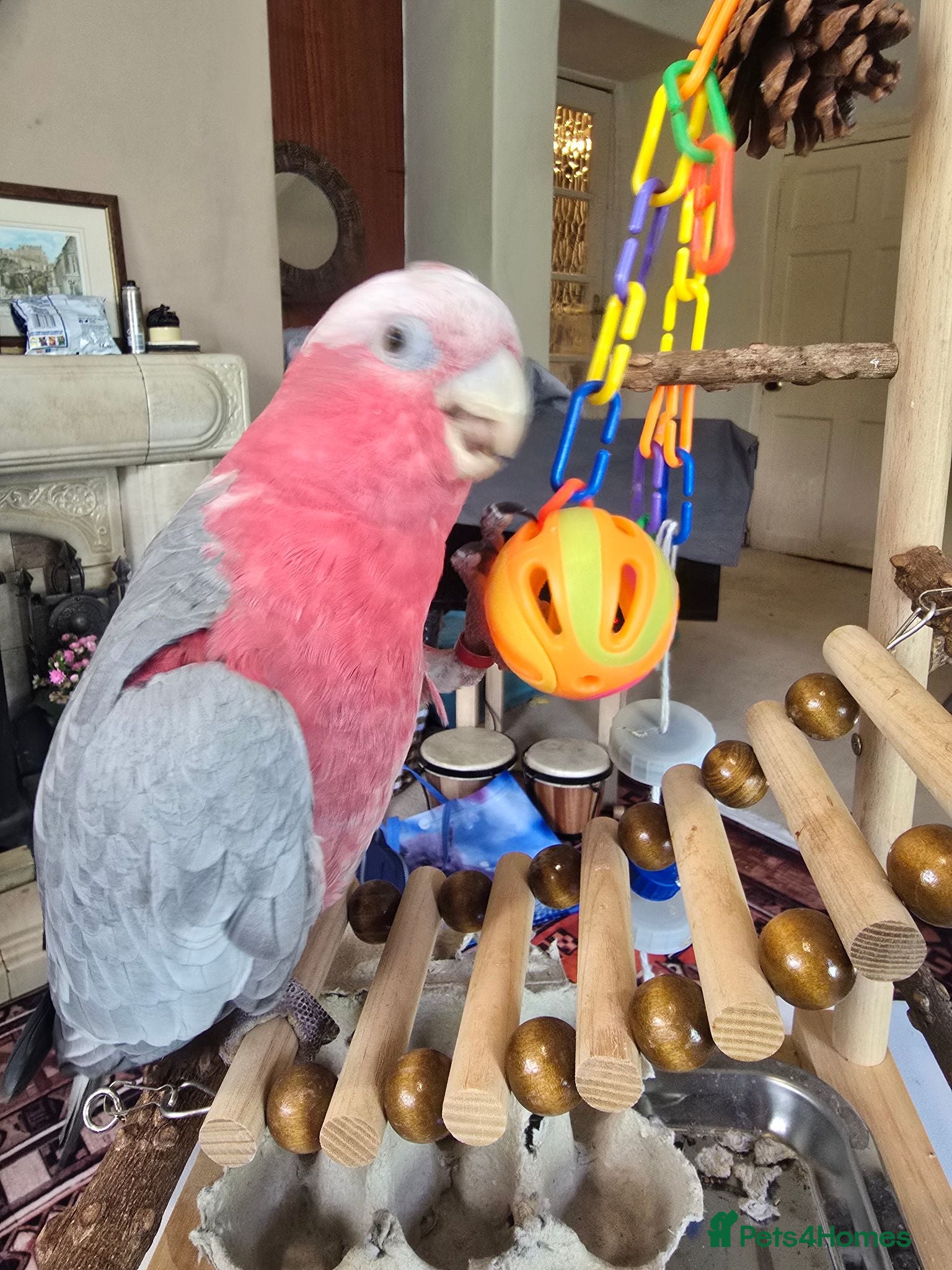 Cockatoo birds Galah Cockatoo - Advert 3
