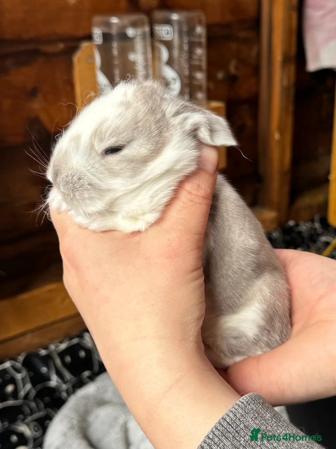 French Lop rabbits for sale: 🩷Pure bred French lop kits🩵 - Advert 18