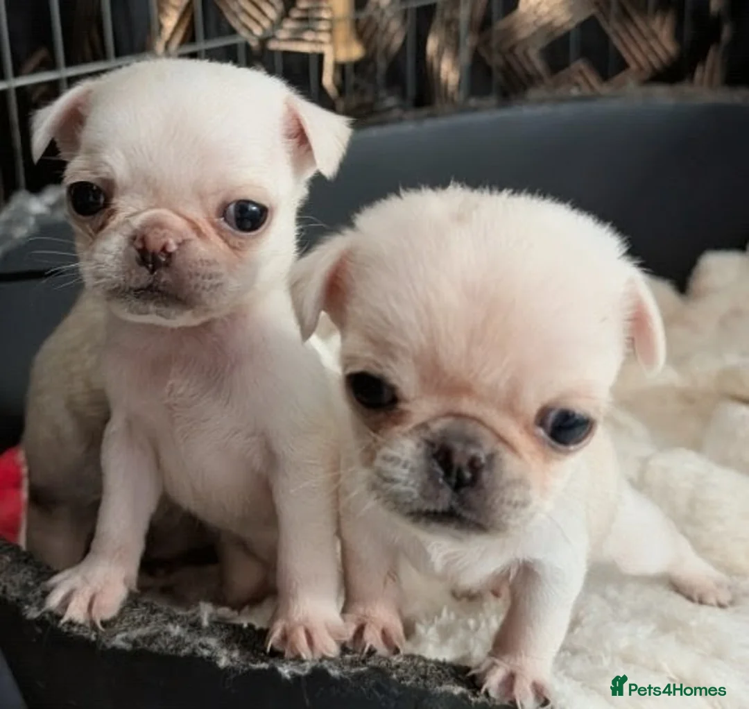 Pug dogs for sale: Pug Pups in Walsall - Advert 2