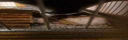 Rat rodents for sale: Rehoming 3 rat girls in Reading - Advert 1