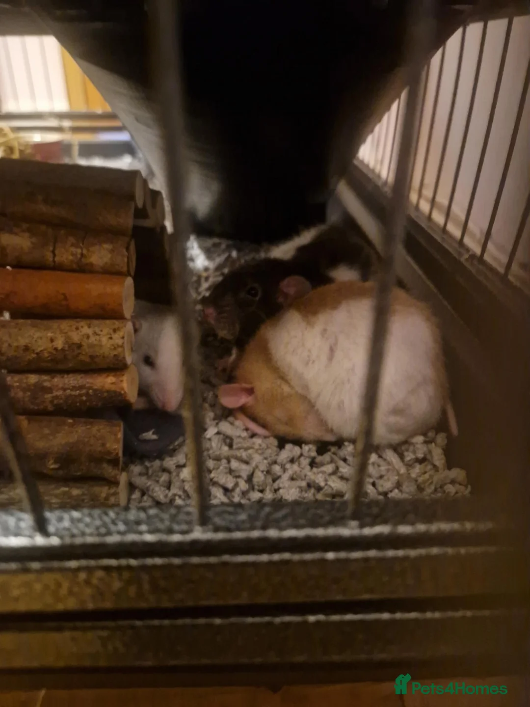 Rat rodents for sale: Rehoming 3 rat girls in Reading - Advert 1