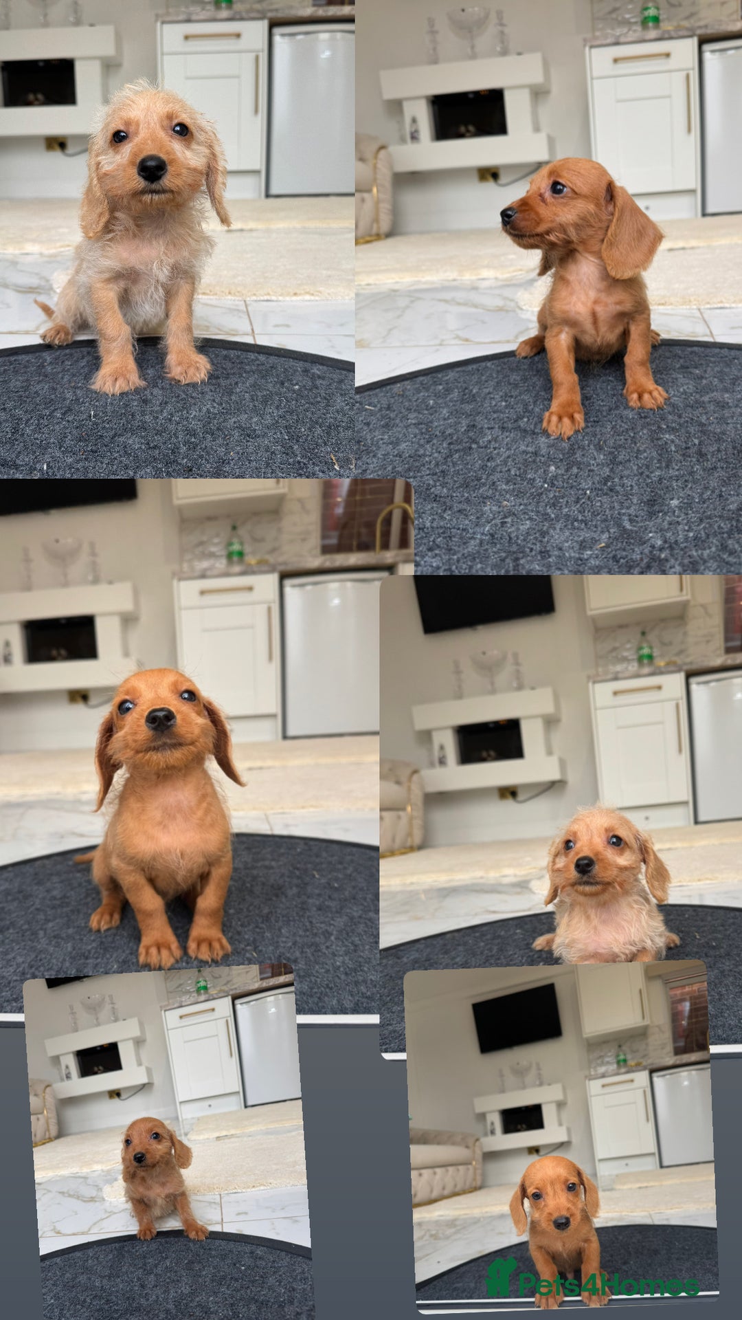 Mixed Breed dogs for sale: Stunning daxiepoos - Advert 1