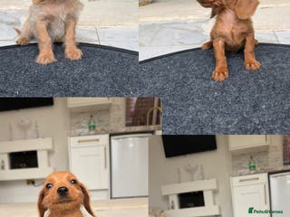 Mixed Breed dogs Stunning daxiepoos - Advert 11