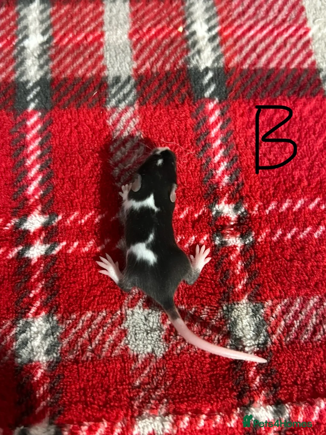 Mouse rodents for sale: Baby fancy mice  in Sheffield - Advert 2