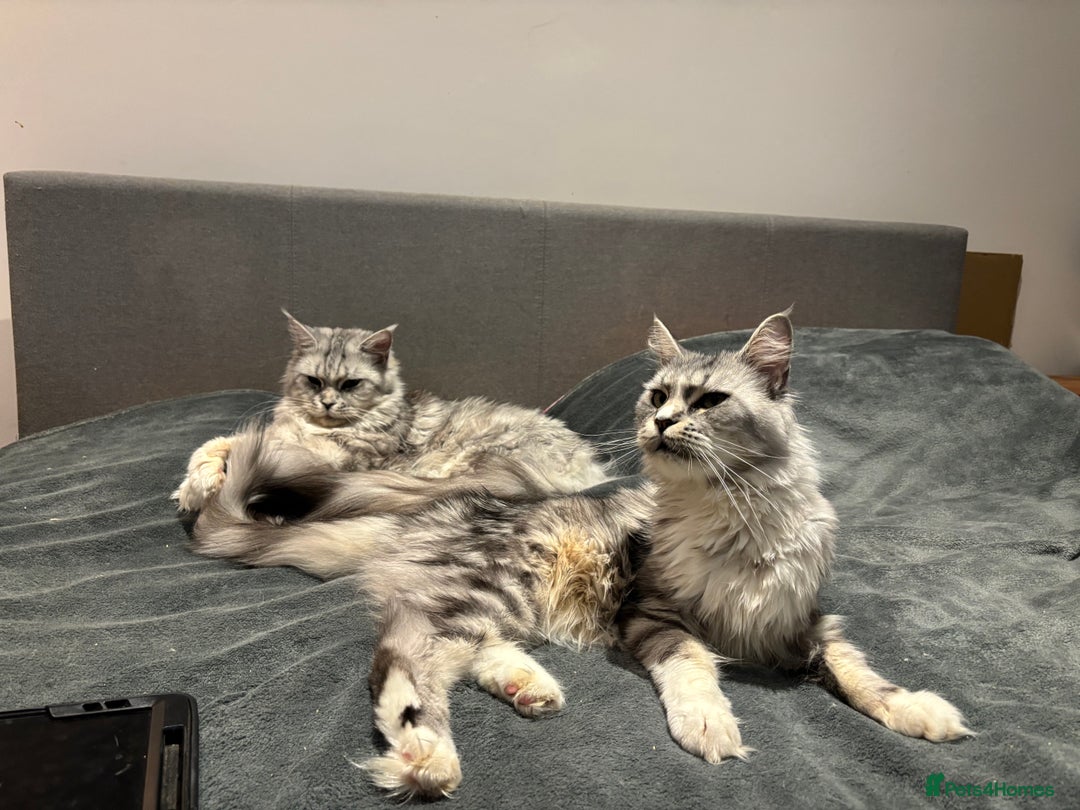 Maine Coon cats for sale: Attention Please ‼️ - Advert 15