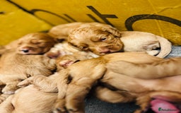 Cocker Spaniel dogs for sale: Ginger/Lemon Cocker Spaniel Puppies - Image 8
