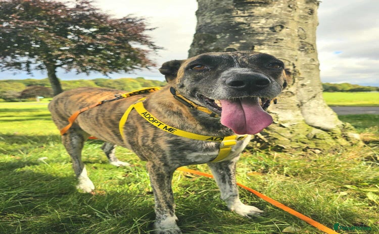 Mixed Breed dogs - Advert 4
