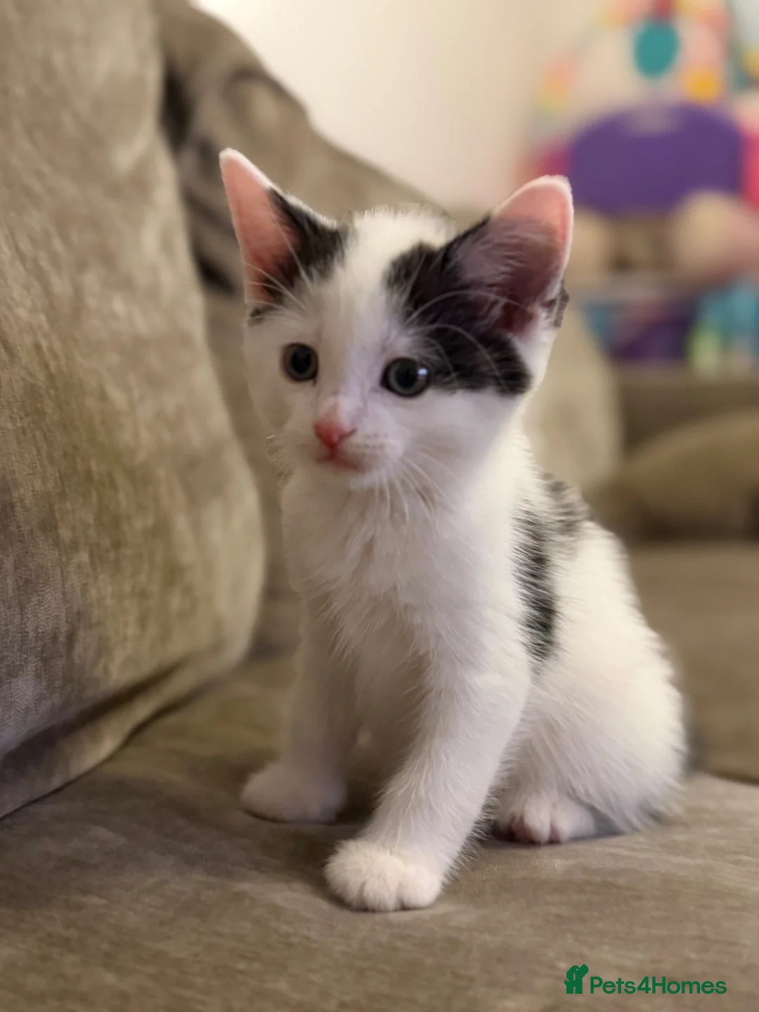 Mixed Breed cats for sale: Sibling kittens- to be homed together🤍 - Advert 2