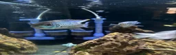 Cichlids fish for sale: Blue acara  in Felixstowe - Advert 4