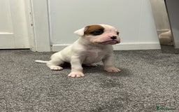 Boxer dogs for sale: KC Registered Boxer Puppies - Image 10