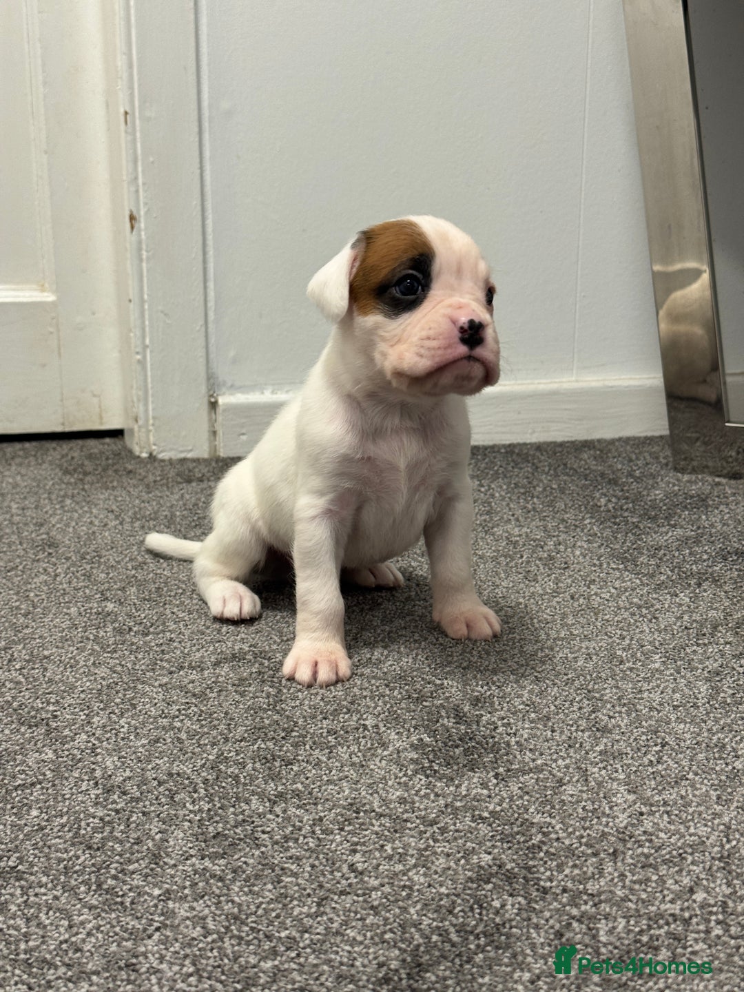 Boxer dogs for sale: KC Registered Boxer Puppies - Image 10