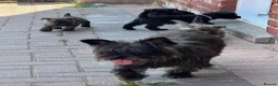 Cairn Terrier dogs for sale: Cairn terrier puppy’s  - Advert 10