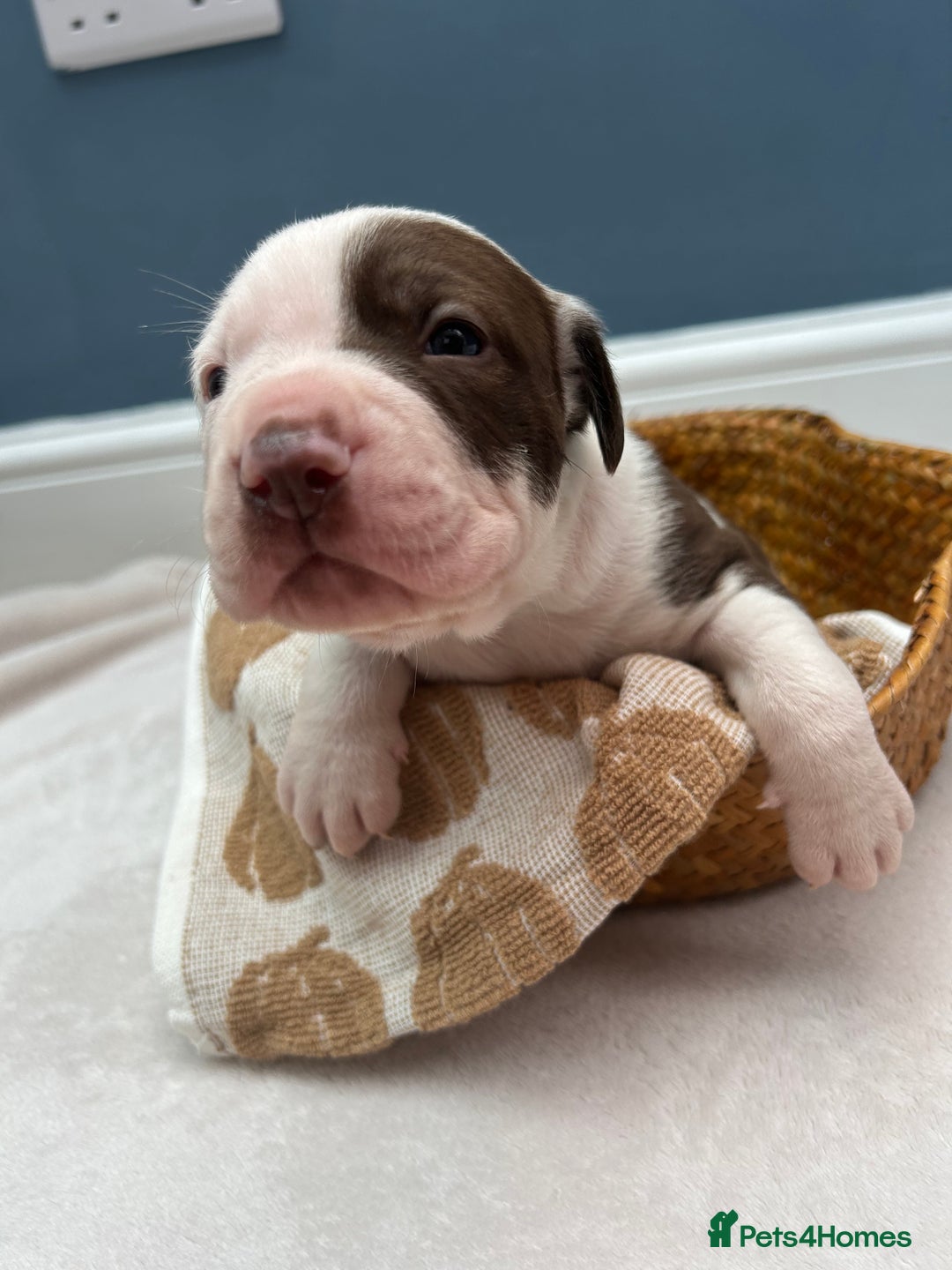 Mixed Breed dogs for sale: 6 beautiful puppies  - Image 9