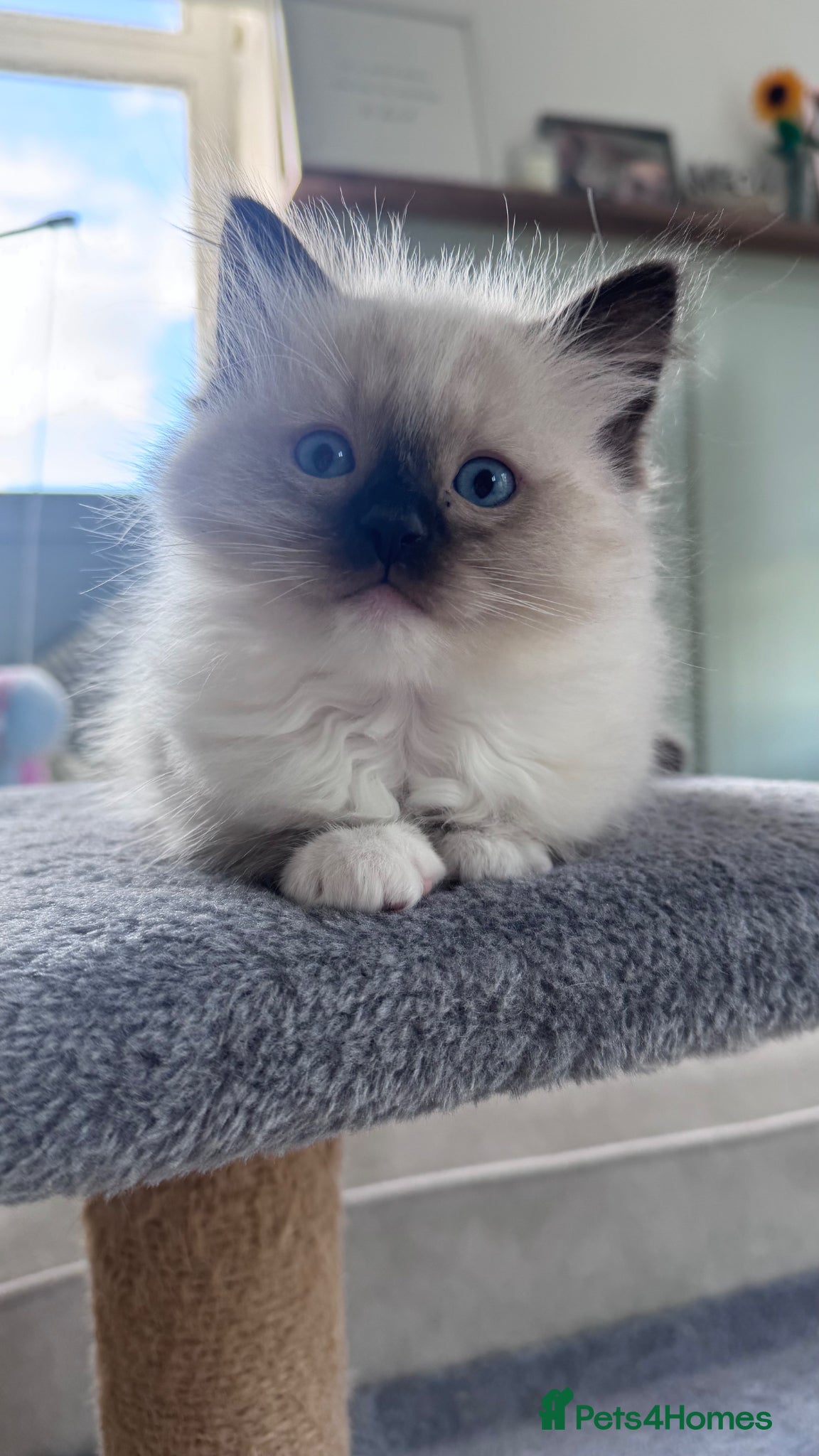 Ragdoll cats 1 fluffy Ragdoll Kitten left - Advert 6