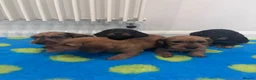 Miniature Dachshund dogs for sale: Miniature dachshund Wirehaired  - Advert 26
