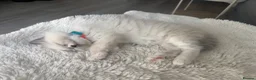 Ragdoll cats for sale: 💙 Beautiful Pure Ragdoll Kittens 💙 in Romford - Advert 8