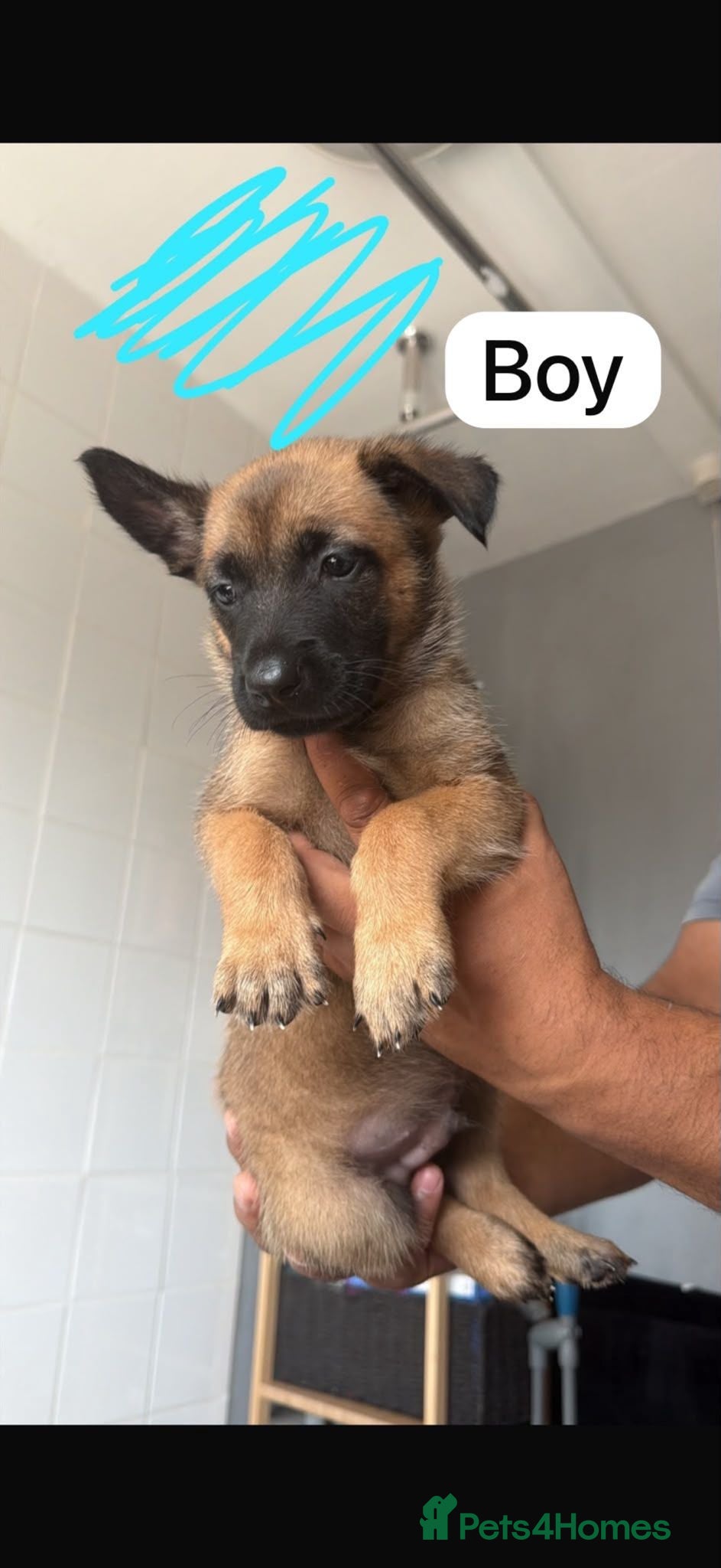 Belgian Shepherd Dog dogs Belgian Shephard Puppies - Advert 1
