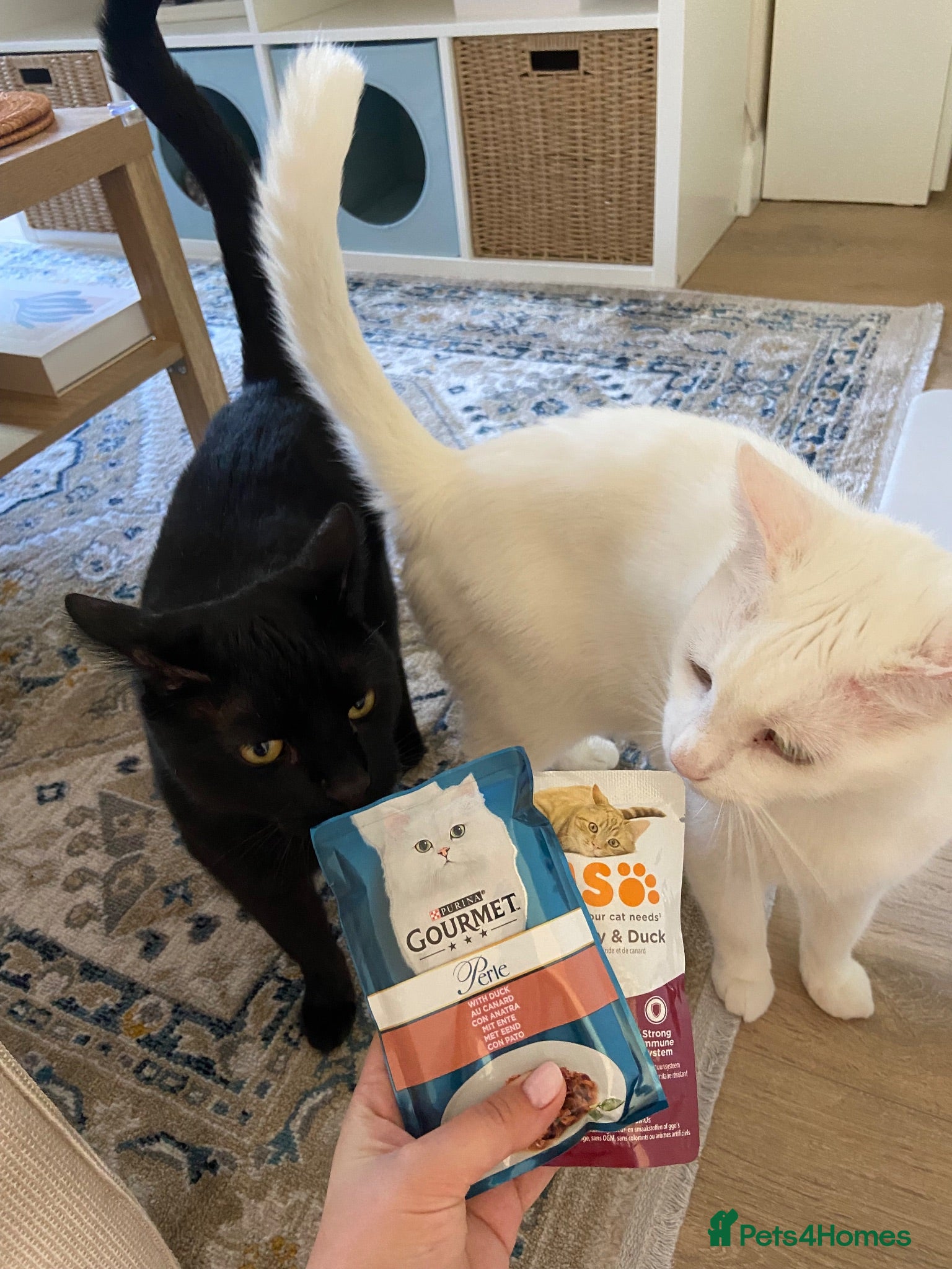 Mixed Breed cats Free Male Cats Looking for a Forever Home - Advert 2