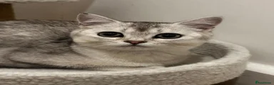 British Shorthair 1