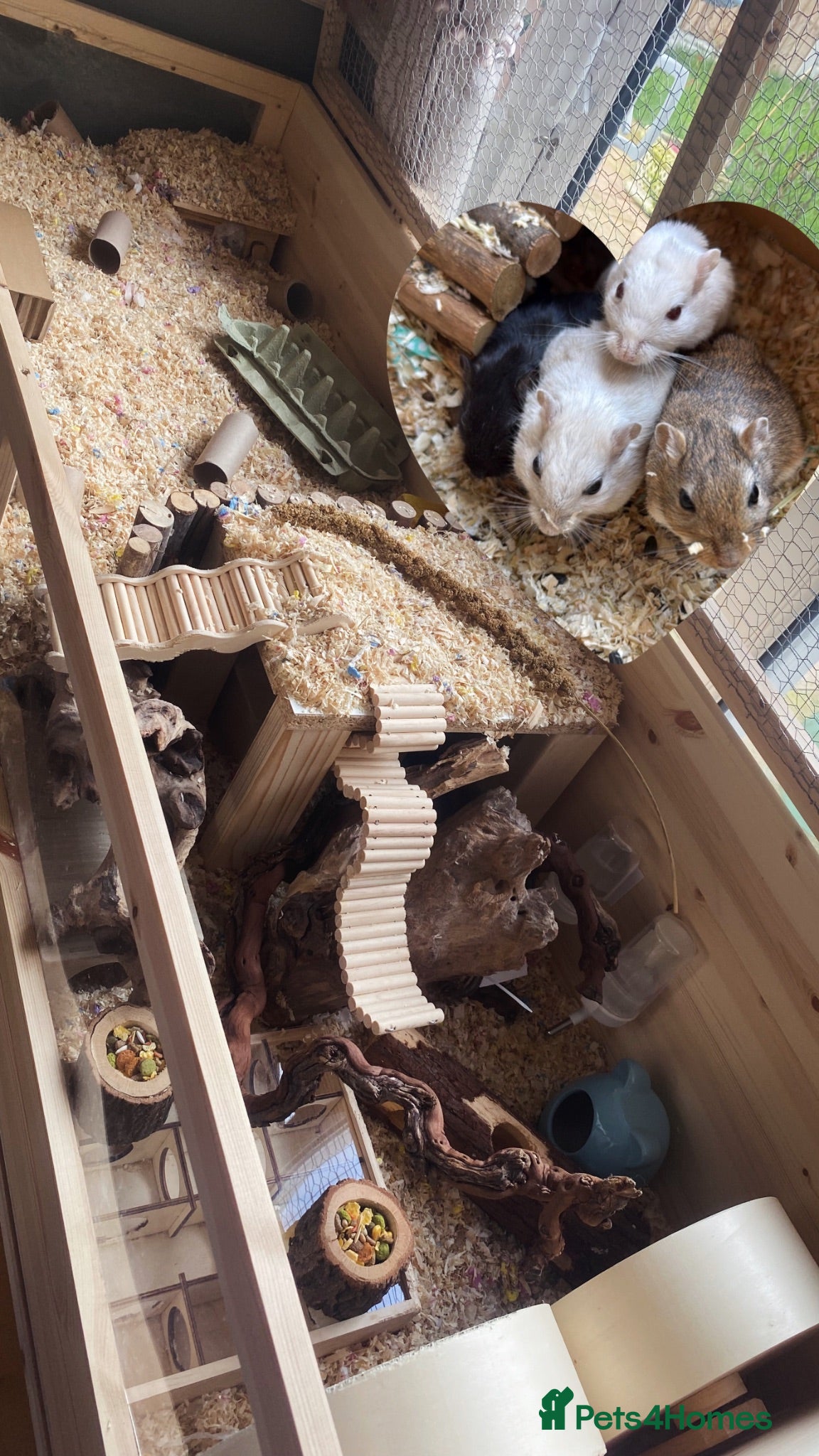 Gerbil rodents 4x Friendly Gerbils with huge cage full set up  - Advert 2